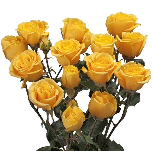 Spray Rose Somerset Spray Rose Roses Flowers by category Sierra